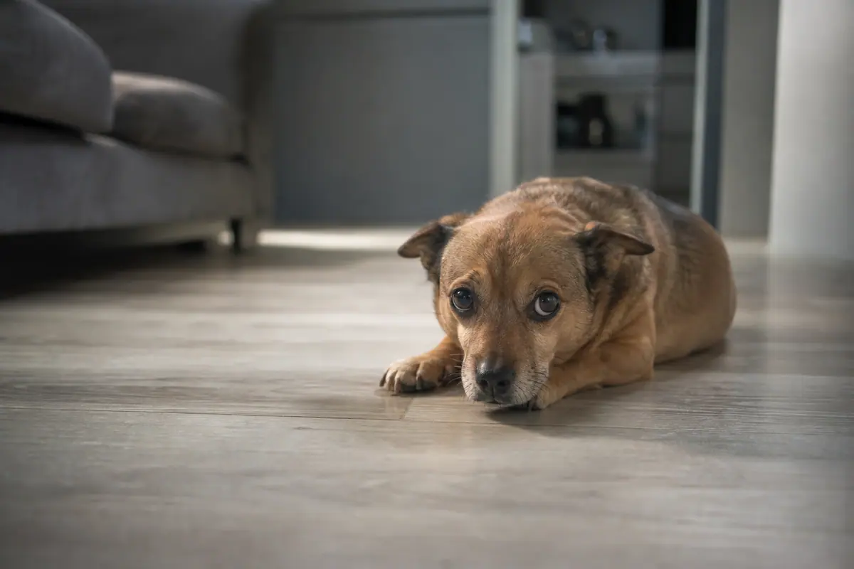 Petit chien allongé et calme sur un canapé dans un salon